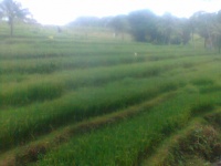 Bukitjangkrik